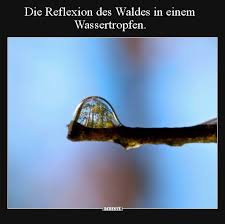 Die Reflexion Des Waldes In Einem Wassertropfen Lustige Bilder