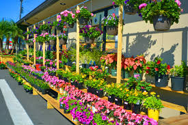 Oakes Farm Sells Beautiful Flowers Too Dorenenaples Beautiful Flowers Naples Fl Beautiful