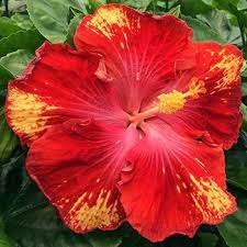 Pin On Hibiscus