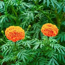Image result for Tagetes erecta