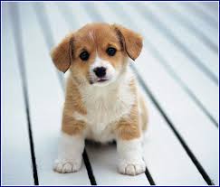 Small White Dog With Brown Spots Jpg 778 664 Komik Kopek Resimleri Yavru Kopek Kopek Egitimi