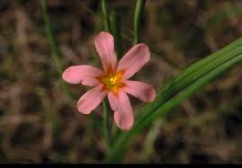 In it, players must defend an npc known as the void knight from an onslaught of monsters. One Leaf Cape Tulip Declared Pest Agriculture And Food