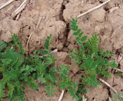 Image result for Cicer