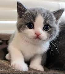 Very Cute Baby Cat Cute Baby Cats Kittens Cutest Cute Baby Animals