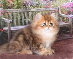 Adorable Black And White Kittens For Sale 10 Best Cats And Kittens Golden Persian Kittens Persian Kittens For Sale Chinchilla Golden Teacup Persia In 2020 Kittens Cutest Teacup Persian Kittens Pretty Cats