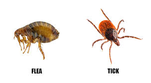 Ticks carry out what is called 'questing behaviour'. Fleas Vs Ticks Fleas And Ticks