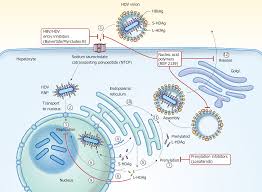 Hepatitis delta virus infections are found worldwide, but the prevalence varies in different geographical areas. Chronic Hepatitis Delta A State Of The Art Review And New Therapies