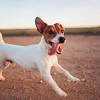 Zoomies most often occur in puppies and younger dogs, but the phenomenon can strike dogs of all ages and breeds at times. 1