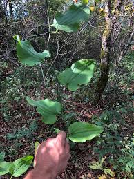 Image result for Smilax  tamnoides