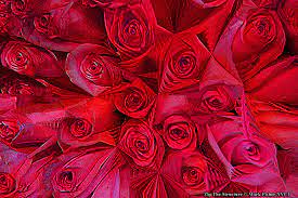 Zip The Structure American Photographer Mark Fisher Working The Roses Photographer American Zip