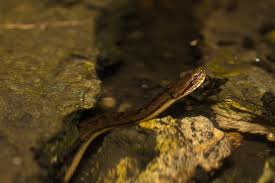 Image result for Warneckea bequaertii