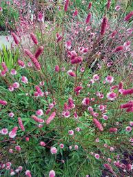 Pin On Tuin Ideen
