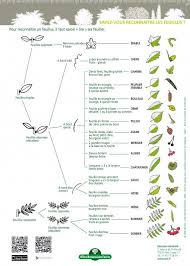 Cle Determination 2015 Hd Page 1 2 Reconnaitre Les Arbres Identification Des Arbres Cle De Determination