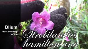 Image result for Strobilanthes hamiltoniana
