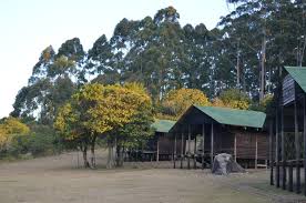 Image result for Bothriocline inyangana