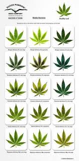 Cannabis Leaf Damage Chart Bedowntowndaytona Com