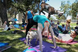 Mary has spent over 35 years in spandex teaching yoga, mindfulness, group fitness and training instructors in every kind of exercise & wellness adventure. Goat Yoga Meet The Zoning Board Wsj