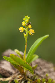 Image result for Polystachya