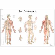 Body Acupuncture Chart Vr1820l 21 00 Pt United Add