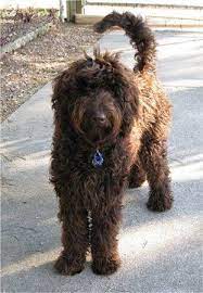 chocolate labradoodle hayvanlar