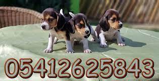 beagle fiyatlari beagle