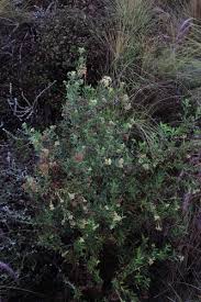 Image result for Nidorella ivifolia