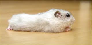 Information About Winter White Dwarf Hamster Care And Facts Zwerghamster Susse Hamster Tiere