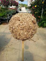 Here's what you need to know about repotting christmas cactus including when & how to do it i've been buying a mix from a local source but have just started making my own. How To Make A Living Succulent Topiary Westwood Gardens Blog Succulents Topiary Plants Topiary