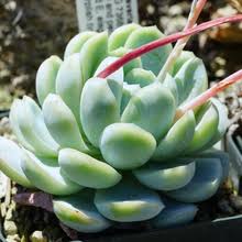 The echeveria plant is a type of succulent they also grow naturally in texas and can be found as far south as argentina. Echeveria Elegans Wikipedia