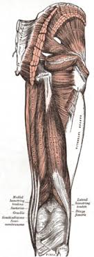Hamstring muscle injuries among water skiers. Ischiocrurale Muskulatur Wikipedia