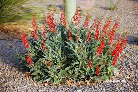 Image result for Penstemon