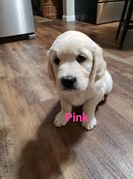 I have 2 female and 1 male...