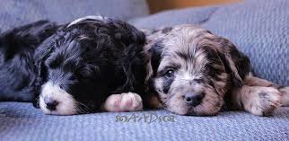 And always inspect a puppy in person. Aussiedoodle Breeder Ontario Canada Amadeus Aussiedoodles