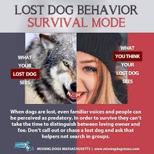 Moore's Lost K9 Search...