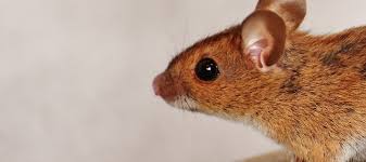 How to get rid of deer mice identification. Deer Mouse Vs House Mouse Which Is The Bigger Pest Abc Blog