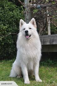 We do not currently have white shepherd puppy's ready for their forever homes. White Swiss Shepherd Puppies Dogs Shepherd Puppies Dogs For Sale