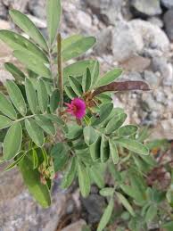 Image result for Tephrosia