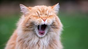It is not always easy for pet owners. How To Look After Your Cat S Teeth Cat Dental Tips Medivet