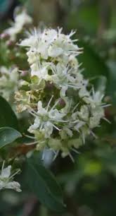 Image result for Lawsonia