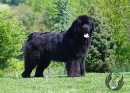 The straits times understands that chien, who had three children … Ch Zvezdnij Dar Beatrice Chien De Race Toutes Races En Tous Departements France Inscrit Sur Chiens De France