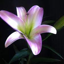 For just $119,900 you can own a beautiful newer home that has plenty of updates! Flowers By Shirley Home Facebook