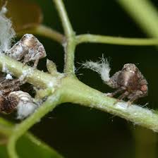 Image result for Acalypha bipartita