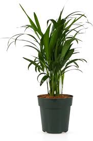 Image result for Dypsis