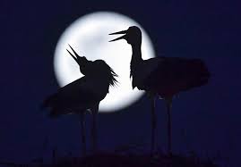 Les pouvoirs magiques de la super lune. Belgique Italie La Super Lune En Images Aux Quatre Coins Du Globe Photos Le Soir