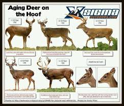 A Dixie Lady Deer Hunter Aging Deer Chart Hounds
