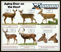 a dixie lady deer hunter aging deer chart hounds