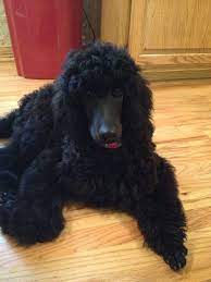 5 Month Old Standard Poodle Claire Bear Poodle Puppy Standard Poodle Puppy Black Standard Poodle