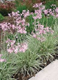 Image result for Tulbaghia cameronii