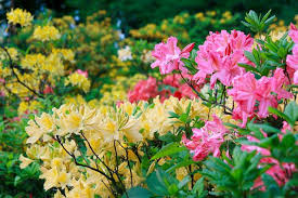 Deciduous Azaleas Evergreen Azaleas Choosing Rhododendron Choosing Azalea Buying Rhododendron Buying Azalea Hardy Rh Rhododendron Azaleas Planting Shrubs