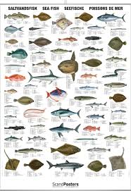Saltwater Fish Chart Saltwater Aquarium Fish Fish Chart